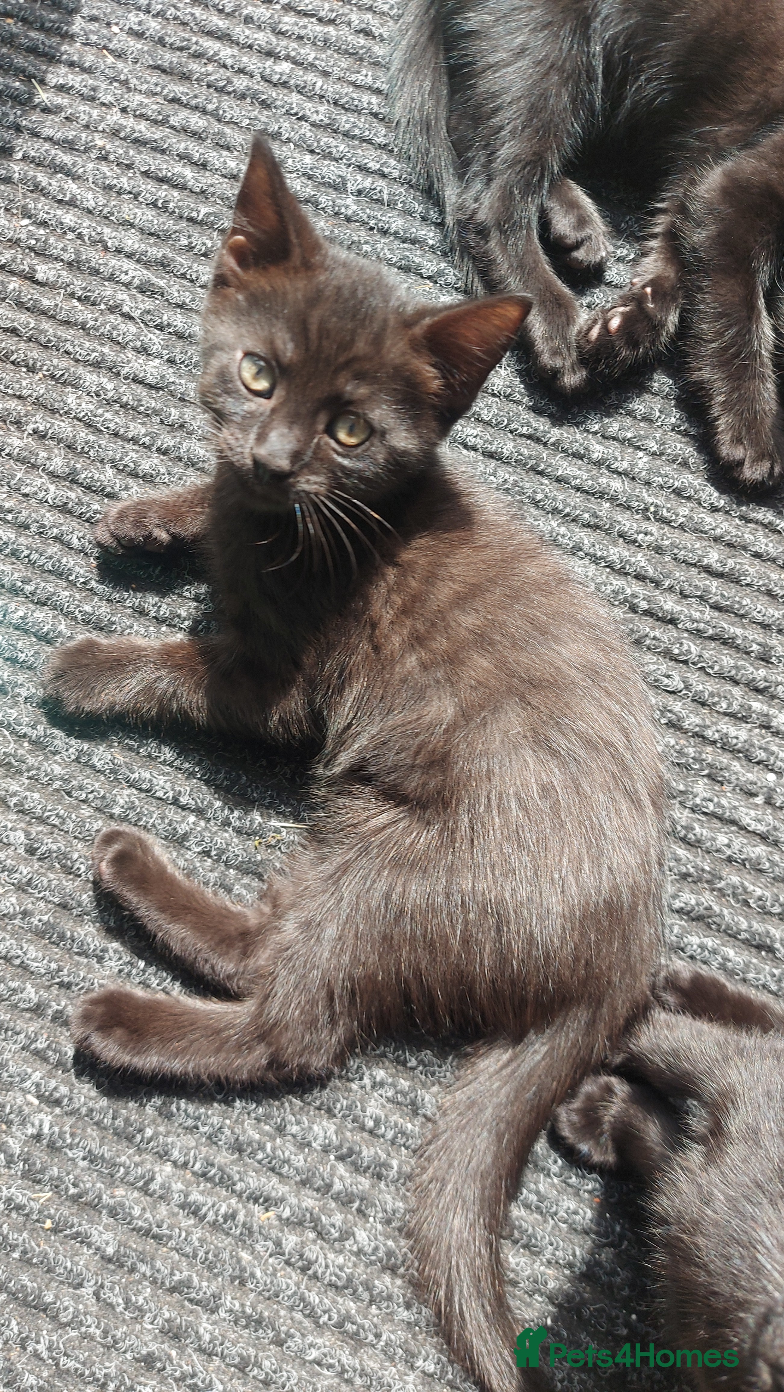 Mixed Breed cats Black fluffy kittens  - Advert 19