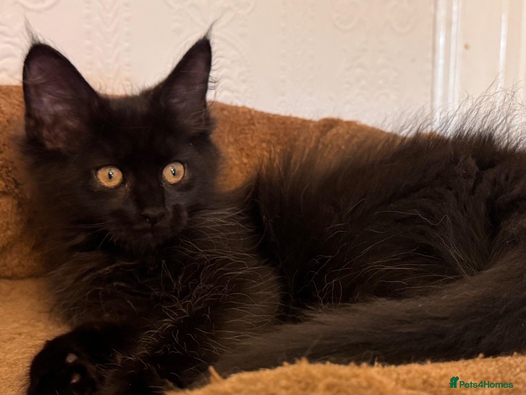 Maine Coon cats Exceptional TICA Pedigree Maine Coon (active) - Advert 2