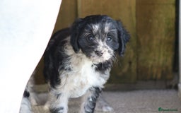 Cavapoo dogs for sale: F1 Cavapoo puppies for sale - Image 9