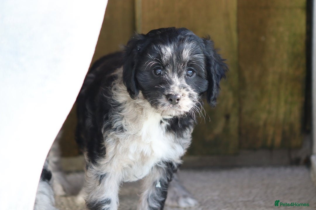 Cavapoo dogs for sale: F1 Cavapoo puppies for sale - Image 9