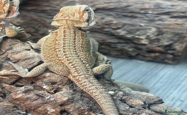 Bearded Dragon reptiles - Advert 8