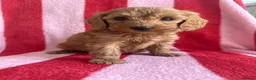 Cockapoo dogs for sale: LAST 3 READY TO LEAVE!!! COCKAPOO PUPPIES - Advert 17