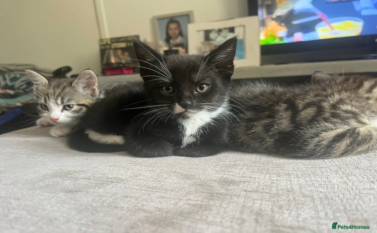 Mixed Breed cats - Advert 10