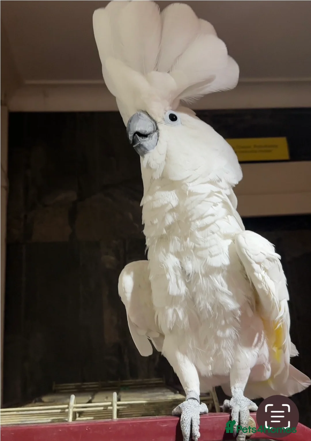 Cockatoo birds for sale:  Umbrella Cockatoo  - Advert 3