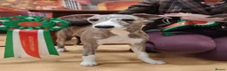 Whippet dogs for stud: KC registered Whippet Stud Available  - Advert 15