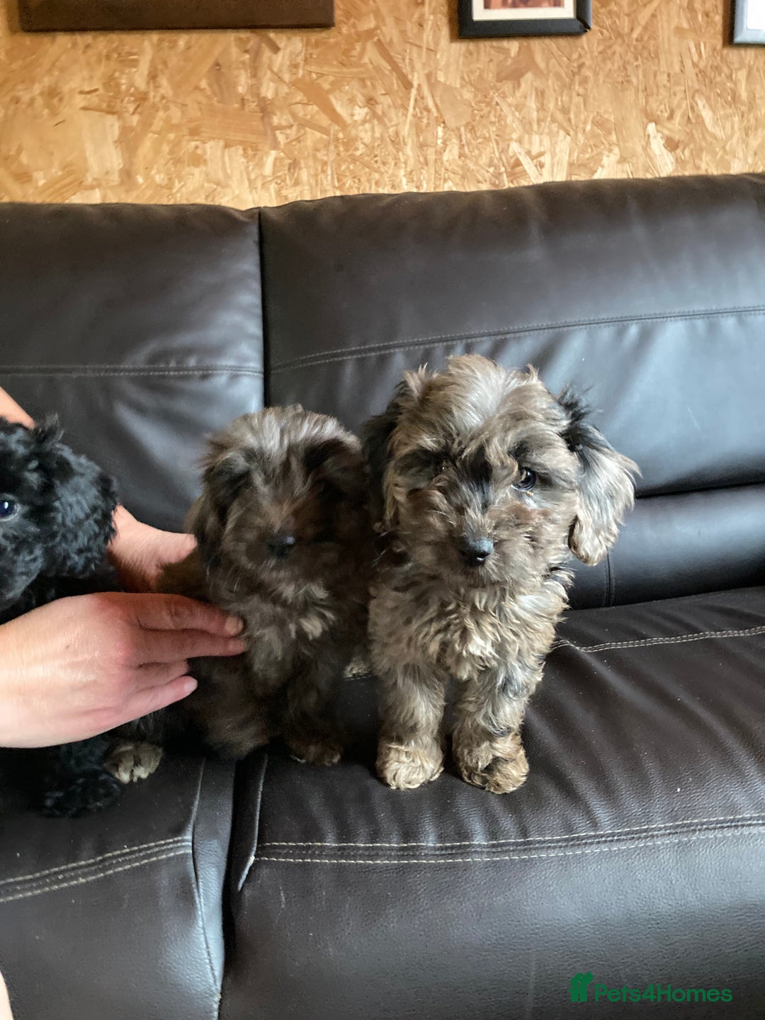 Cockapoo dogs for sale: Cockapoos  - Image 20
