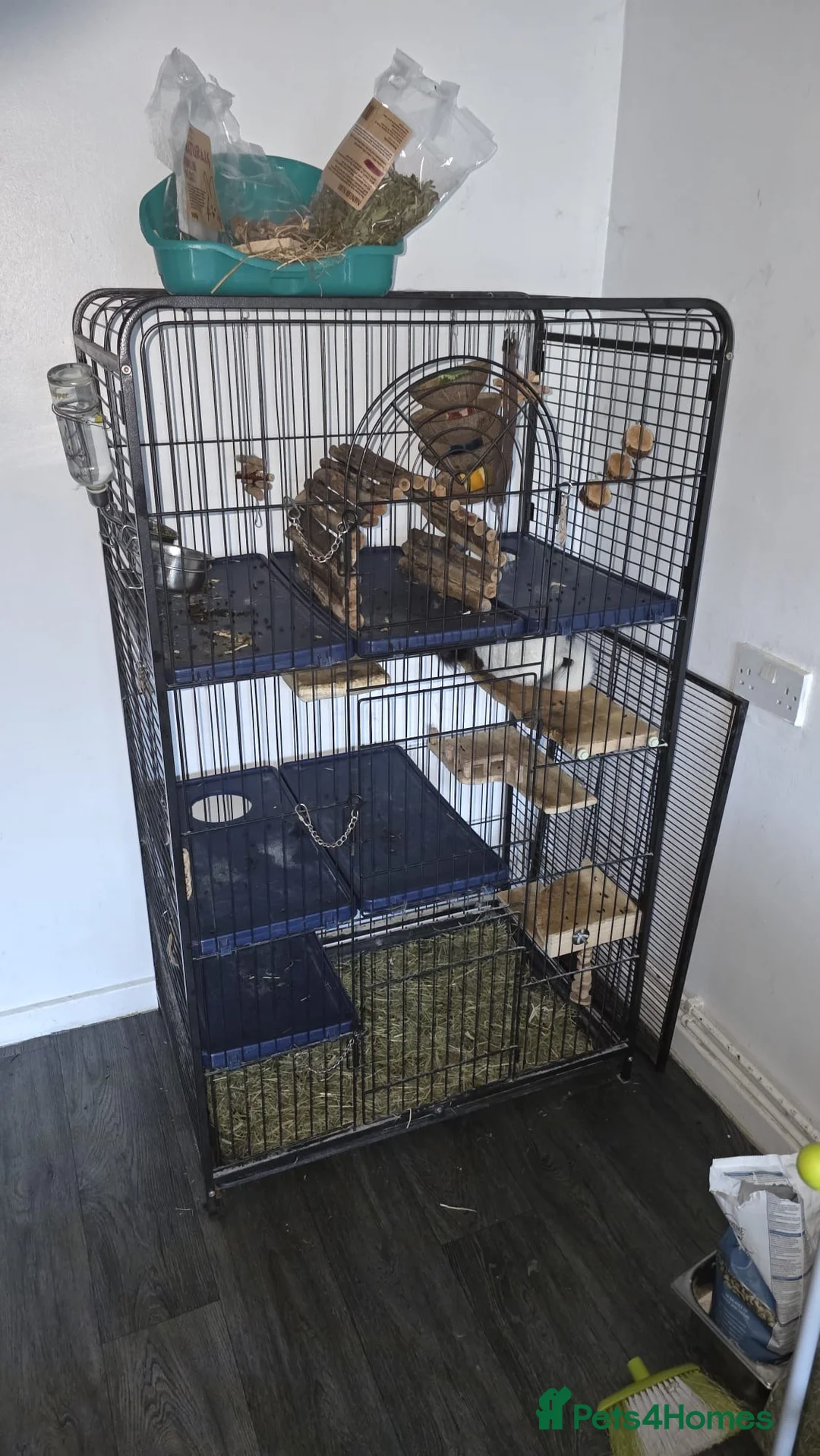 Chinchilla rodents for sale: Chinchillas for sale  - Advert 2