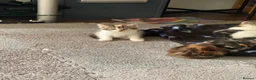 Mixed Breed cats for sale: MIXED BREEDS CATS NEED GONE ASAP in Motherwell - Advert 9
