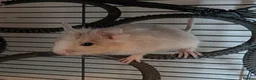 Degus rodents for sale: Lovely Degus ready for their forever homes - Advert 2