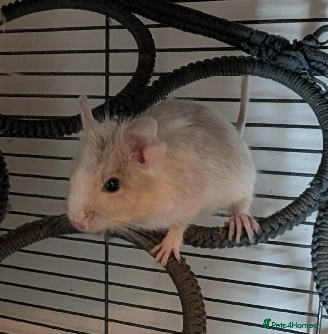 Degus rodents for sale: Lovely Degus ready for their forever homes - Advert 2