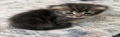 Scottish Fold Kitten 3