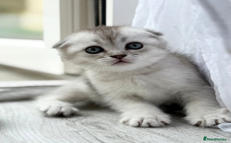 Scottish Fold cats - Advert 1