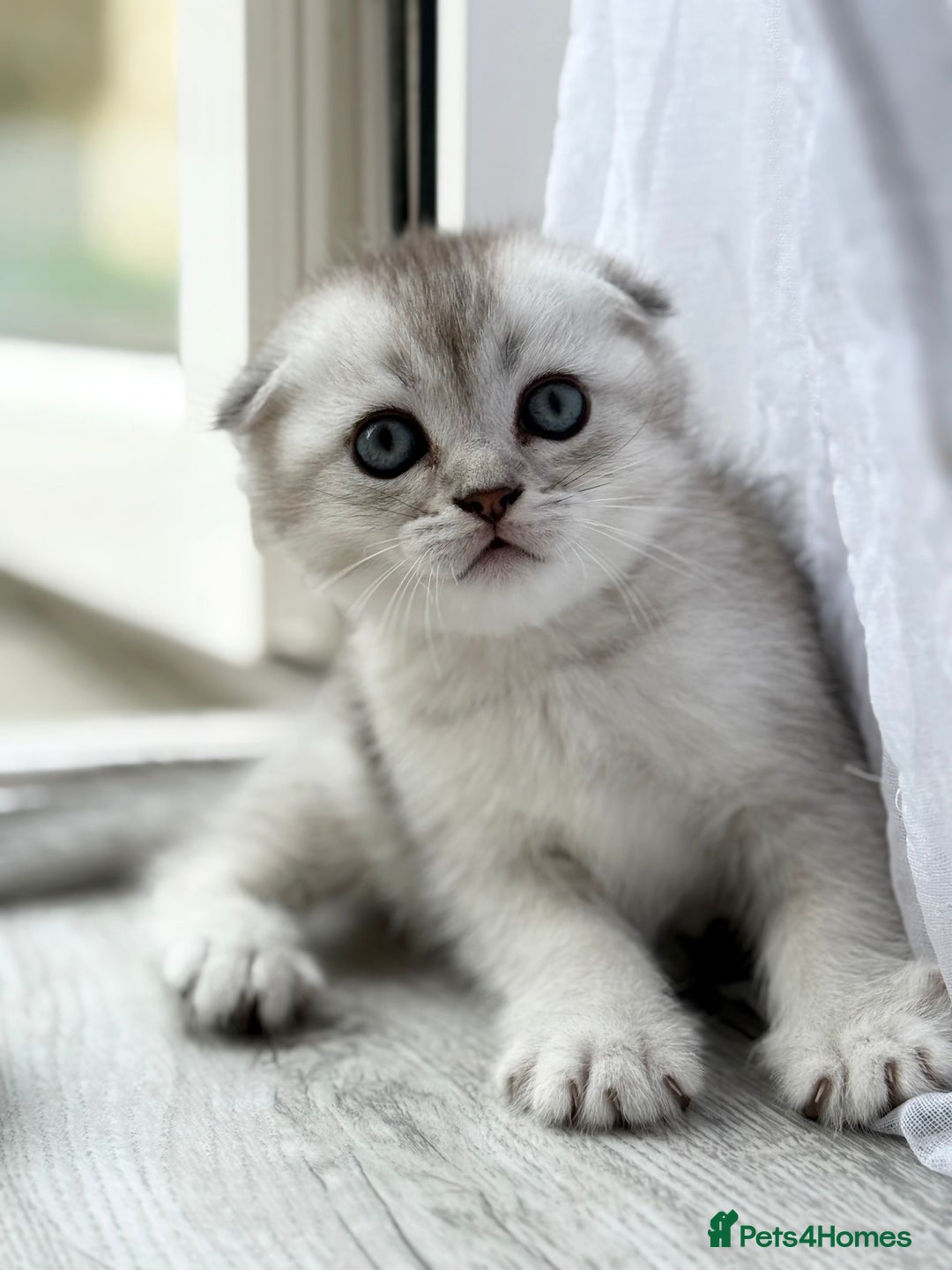 Scottish Fold cats for sale: The last Scottish Kitten ready for a loving home - Image 7