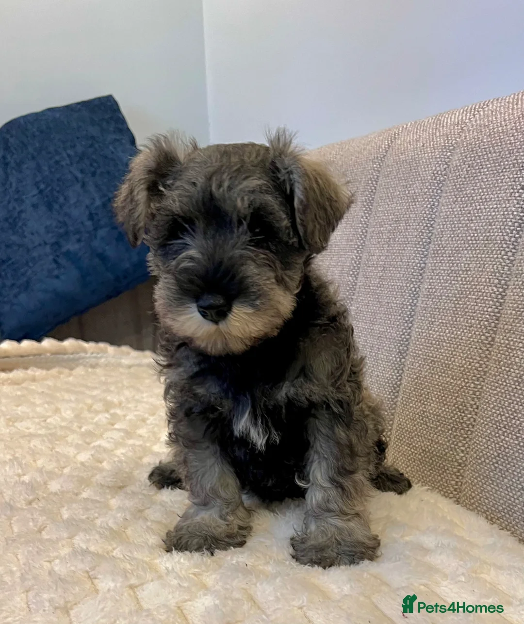 Miniature Schnauzer dogs for sale: Miniature Schnauzer Puppies  - Advert 2