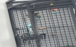 Parrots birds for sale: Baby Quaker for sale - Image 3