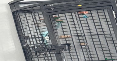 Parrots birds - Advert 1