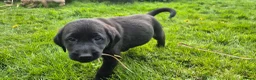 Labrador Retriever dogs for sale: Beautiful and handsome lab puppies - Advert 10