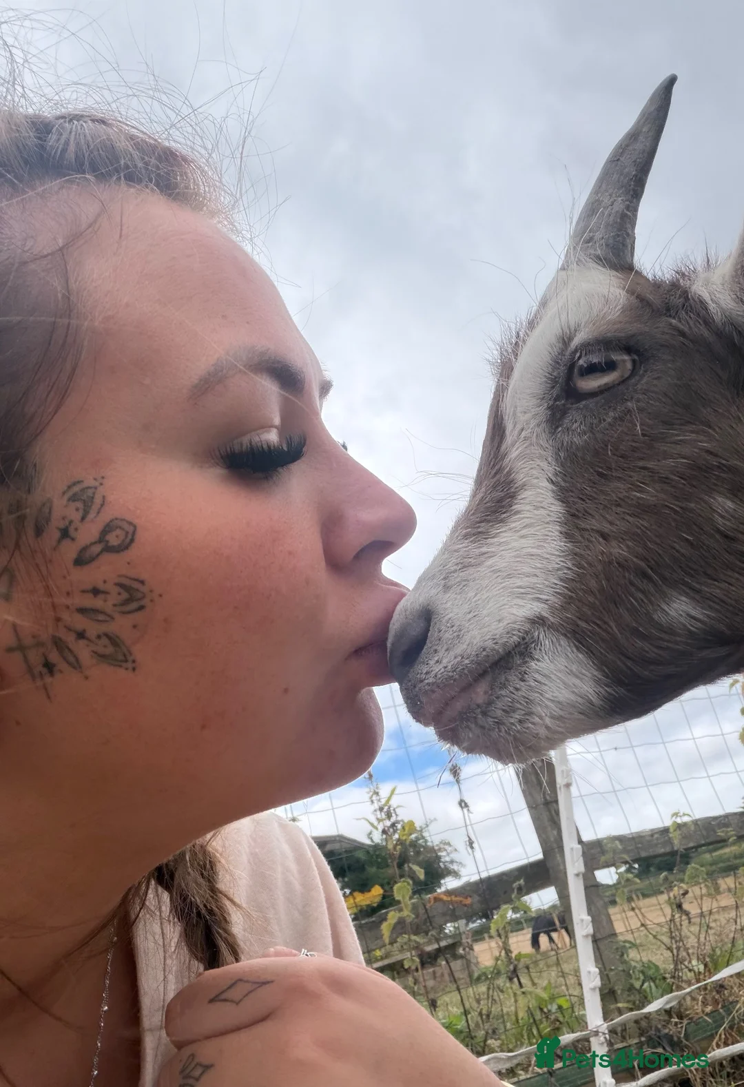 Goats livestock for sale: Monty our pet goat.  - Advert 4
