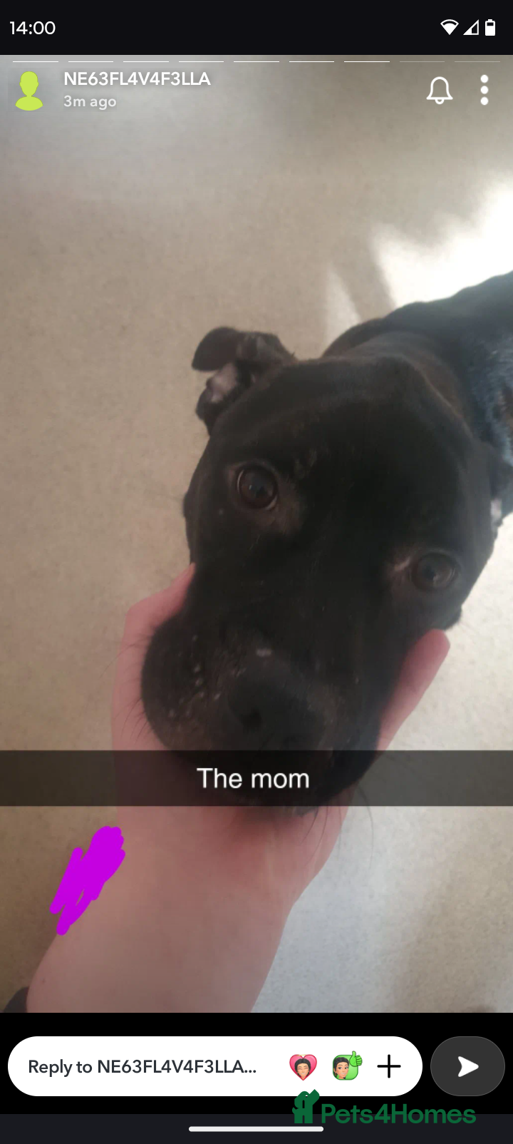 Mixed Breed dogs English bulldog cross cane corso - Advert 12