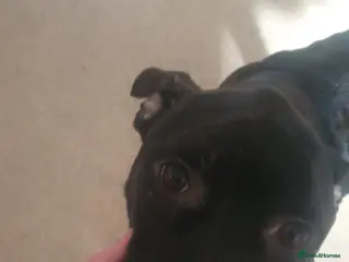 Mixed Breed dogs English bulldog cross cane corso - Advert 12