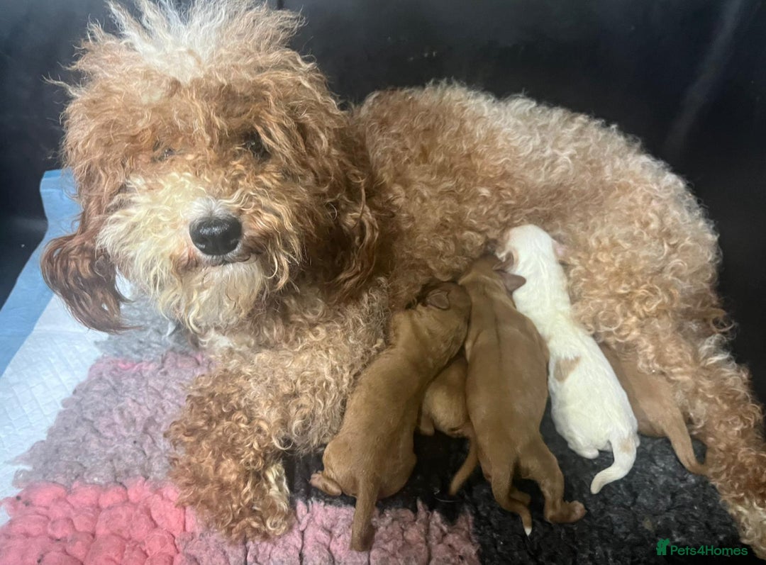 Cavapoo dogs for sale: Top Class Extensively tested F1b Toy Cavapoo pups - Image 7