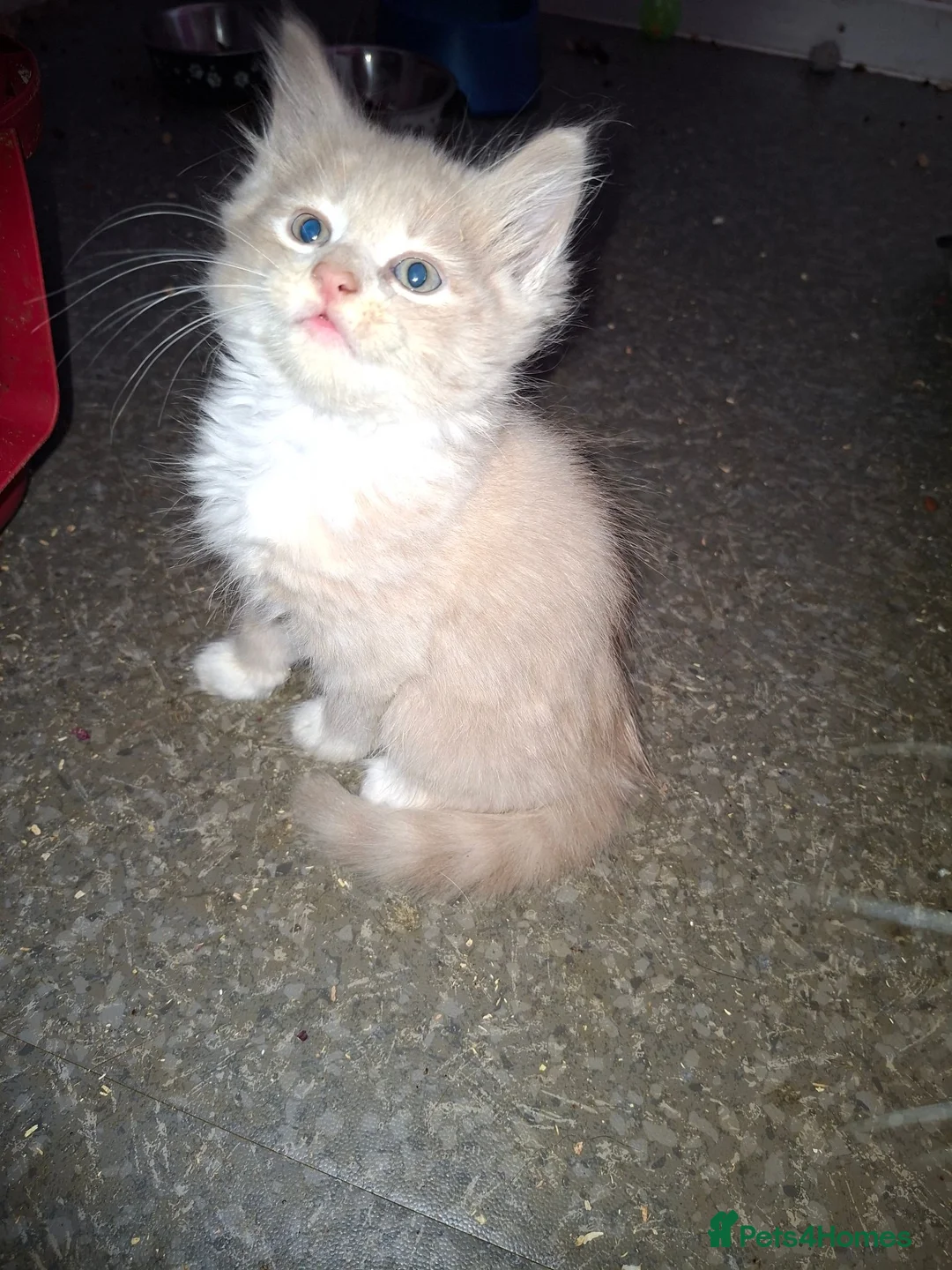 Mixed Breed cats for sale: Stunning kittens loving sweet playful in Houghton le Spring - Advert 2