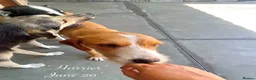 Mixed Breed dogs for adoption: Harrier. 4 yrs approx. Available for adoption. in Brixham - Advert 6