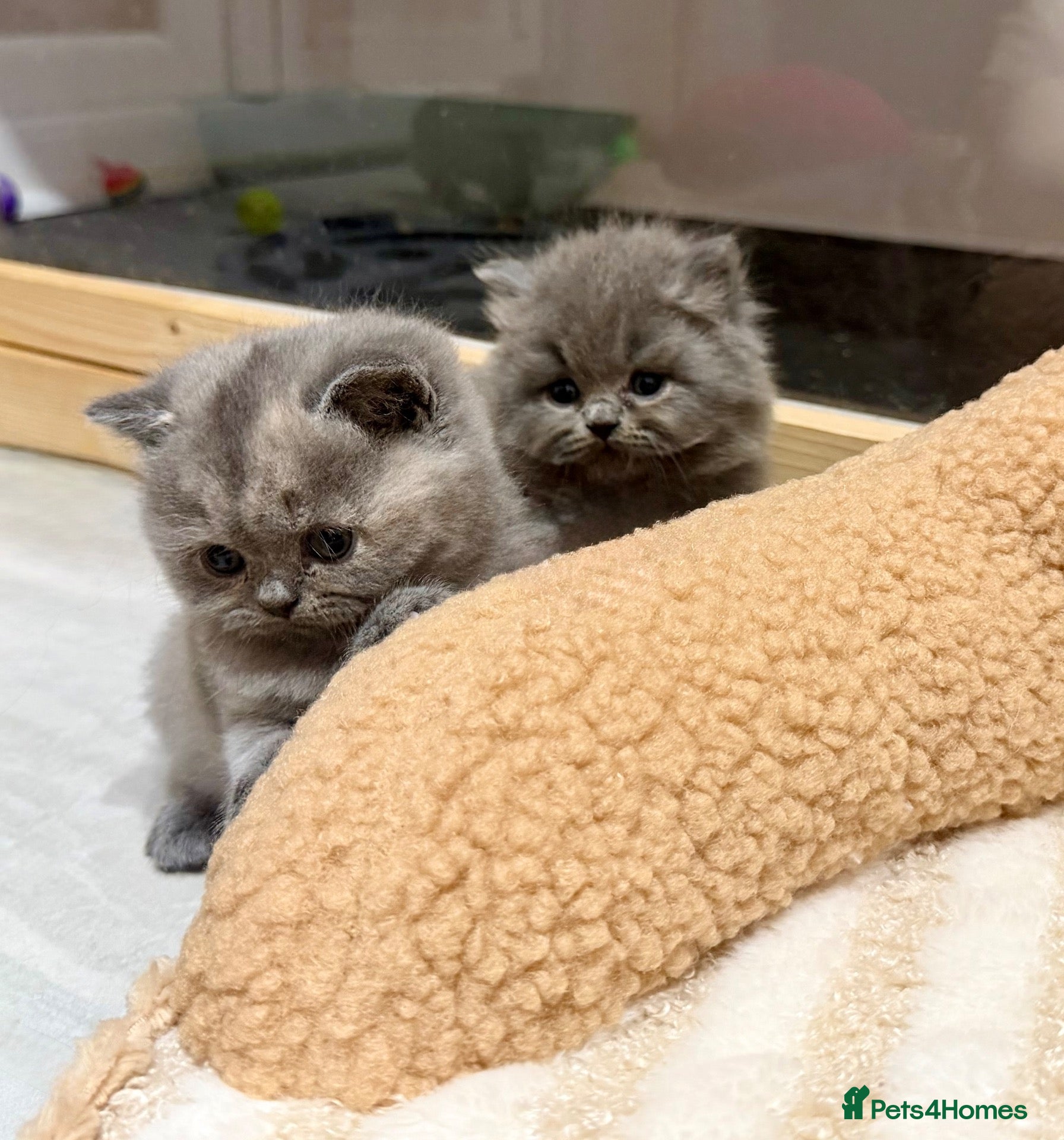 British Shorthair cats Gccf registered British shorthair kittens - Advert 2