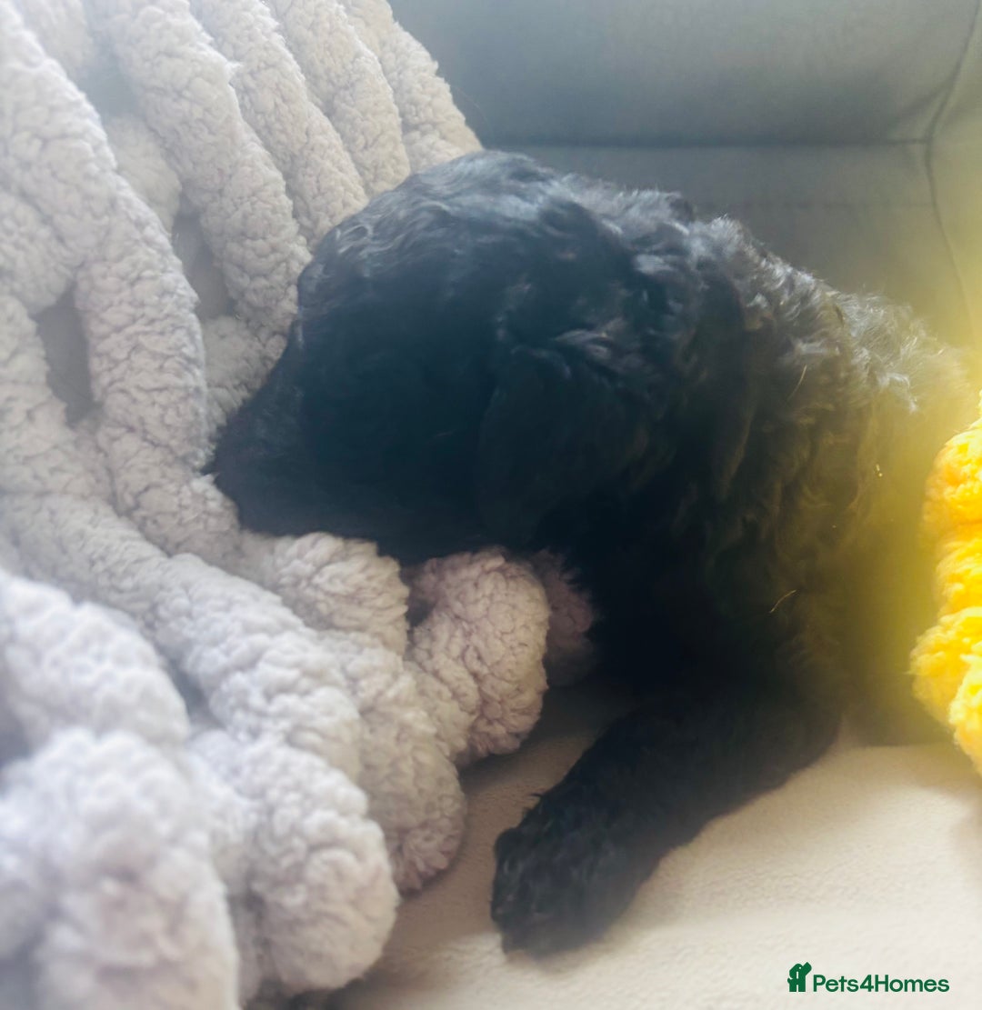 Standard Poodle dogs for sale: Standard poodle puppies - Image 9