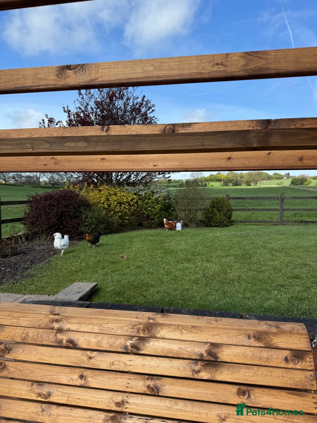Chickens poultry for sale: 5 Laying Hens Free - Image 5