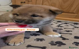 Japanese Shiba Inu dogs for sale: Shiba Inu – 5 Puppies  - Advert 14