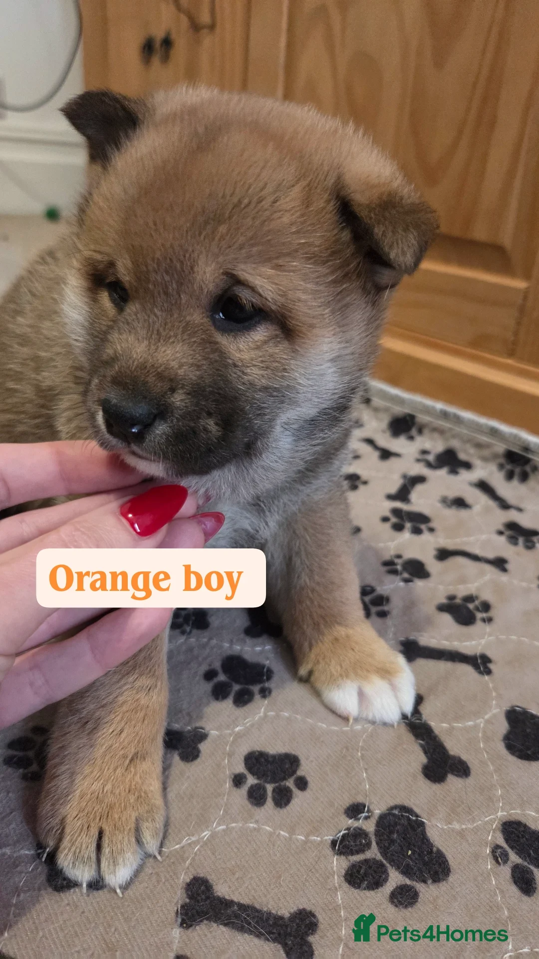 Japanese Shiba Inu dogs for sale: Shiba Inu – 5 Puppies  - Advert 14
