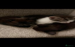 Mixed Breed cats for sale: 5 adorable kittens READY NOW - Image 4