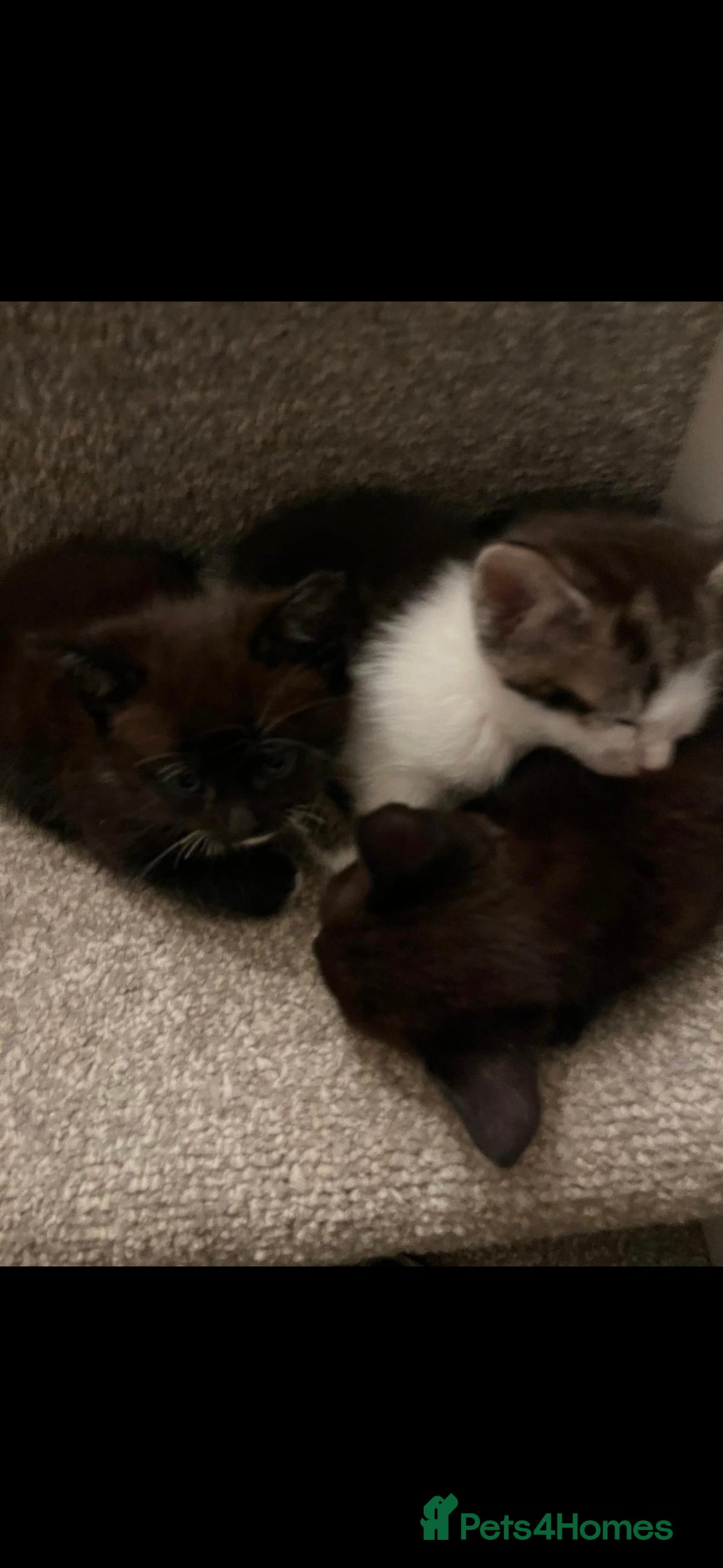 Mixed Breed cats for sale: 5 adorable kittens READY NOW - Image 4