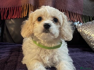 Cavachon dogs Cute Cavachon puppies - Advert 5