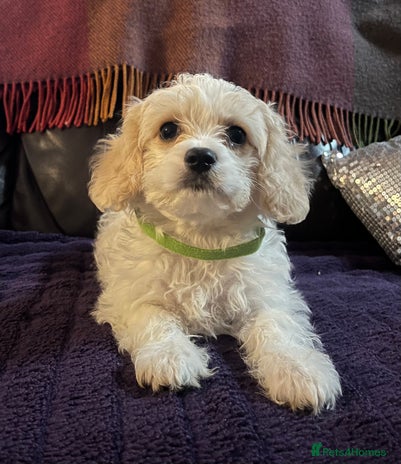 Cavachon dogs Cute Cavachon puppies - Advert 2