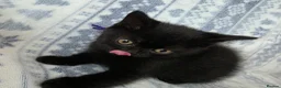 British Shorthair cats for sale: British Shorthair - Advert 9