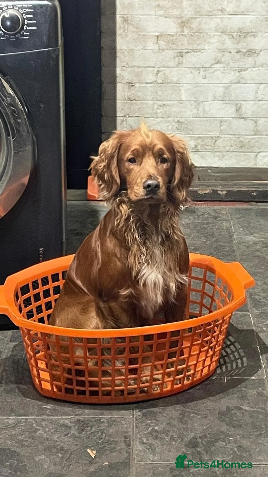 Cockerdor dogs for sale: Cockerdor pupies - Advert 3