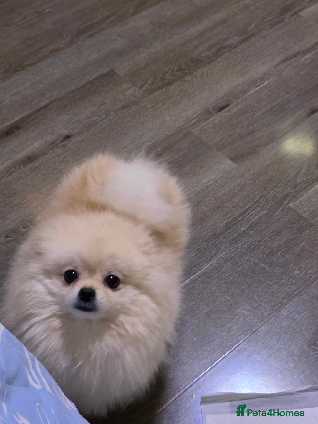 Pomeranian dogs for sale: Hello - Advert 22