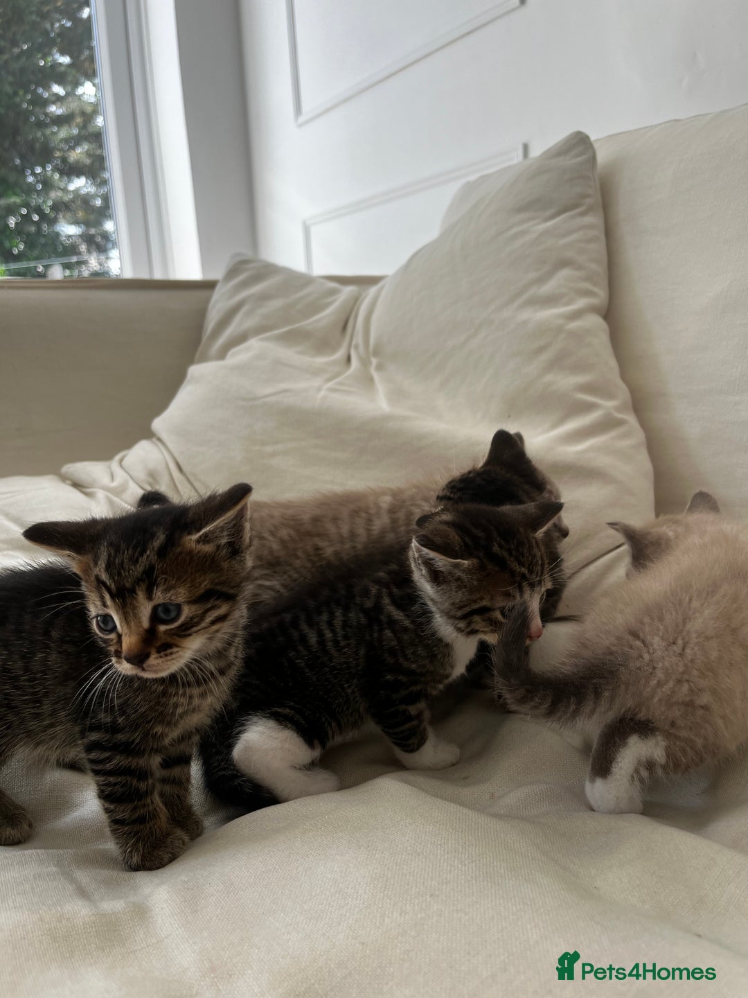 Mixed Breed cats for sale: Ready to go next week! cream tabby kittens - Image 10