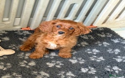 Cavapoo dogs for sale: Last pup left! F1 Cavapoo boy - Image 9