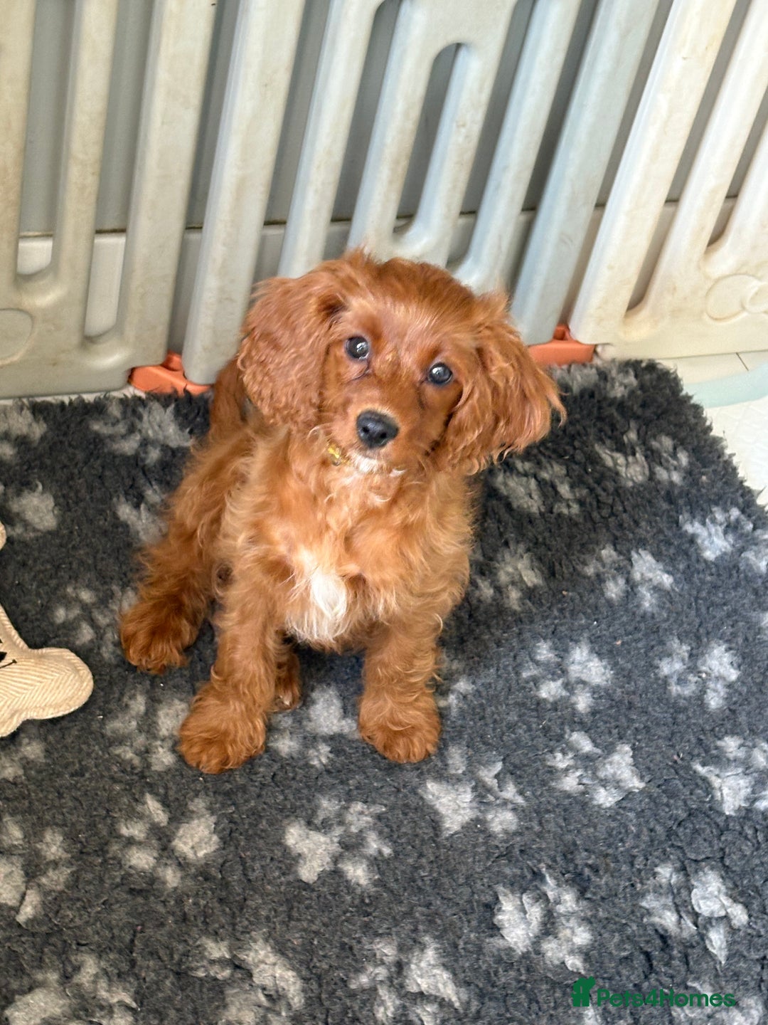 Cavapoo dogs for sale: Last pup left! F1 Cavapoo boy - Image 9