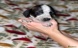 Mixed Breed dogs for sale: Whipper Spaniels ❤️ - Advert 6