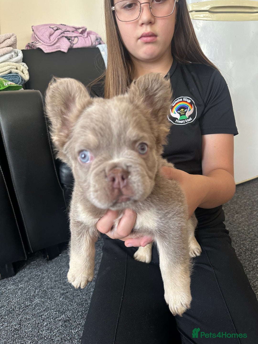 French Bulldog dogs for sale: Nice French puppies  - Image 7