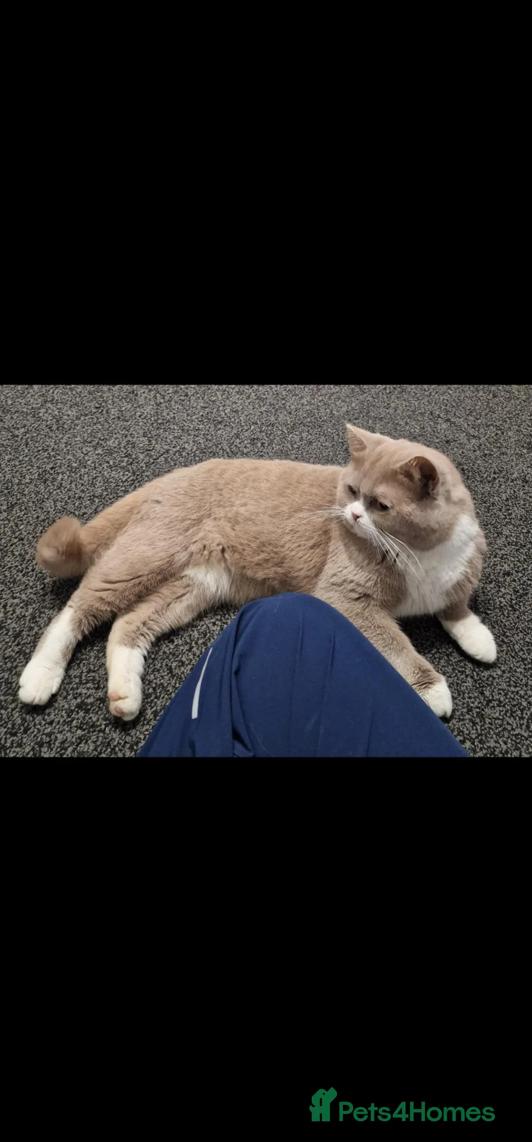 British Shorthair cats for sale: Beautiful Bi-Coulor British Shorthair Male. - Advert 2