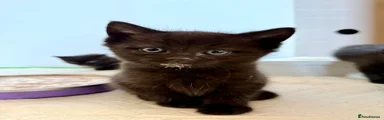 British Shorthair Kitten 1