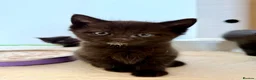 British Shorthair cats for sale: 3 Black Kittens - Advert 3