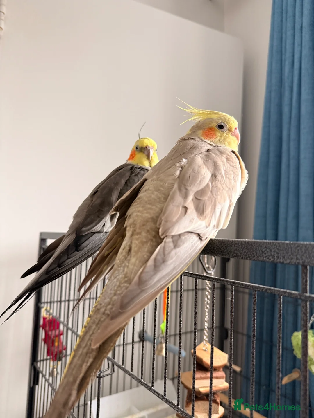 Cockatiels birds for sale: 2x stunning cockatiels - Advert 1