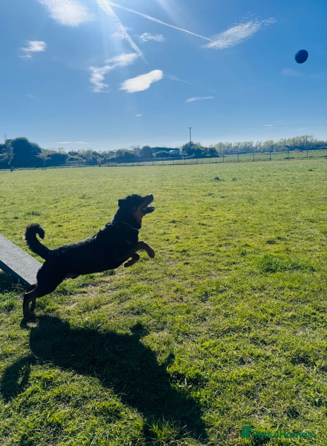 Rottweiler dogs for sale: Rottweiler- For Rehoming (3yrs)  - Advert 5