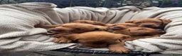 Labrador Retriever dogs for sale: Fox Red Labrador Puppy’s for Sale - Advert 7
